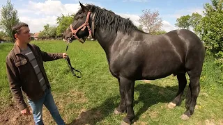 ЖЕРЕБЕЦЬ ДАКАР НА ПАРОВКУ/Коні Ваговози/horses in Ukraine