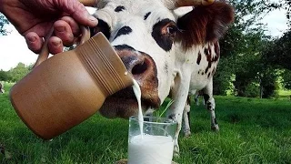 Вред молока, или Почему жизнь так коротка?
