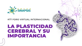 ¿Sabes qué es la plasticidad cerebral?