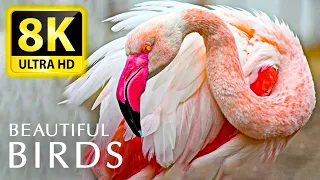 The most amazing BIRD COLLECTION at 8K 60FPS HDR - With Relaxing Animal and Nature Sounds