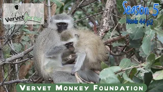 Orphan baby monkey updates, updates in sickbay