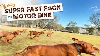 A super fast pack of Vizslas, Boxers, Labradors and more race the motorbike in the big paddock