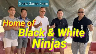 EP501 part 1:  Gonz GF/Home of Black and White Ninjas