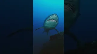 shark in the water