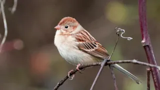 Songbird, Fleetwood Mac cover