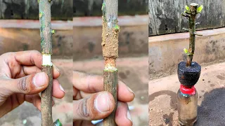 How to grow mango tree from cutting with natural rooting hormone