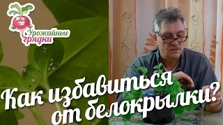 Как избавиться от белокрылки? #urozhainye_gryadki