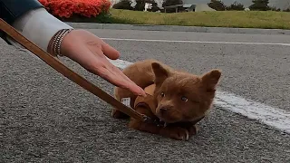 The Process of a Rescue Puppy Overcoming His Fear of People.