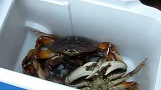 Humboldt County Dungeness Crabs