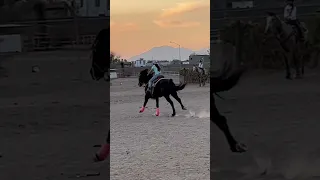 Amarre de chiva                         #training #cowgirls #fypシ #horse #rodeo #music  #viralvideo