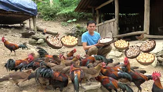 Harvest eggs. Make nest for chickens. Come visit mom. Green forest life