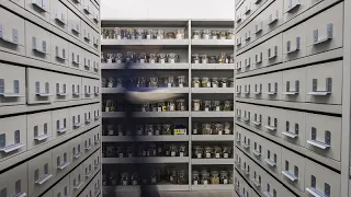 Millennium Seed Bank celebrates 20 years of preserving plant heritage