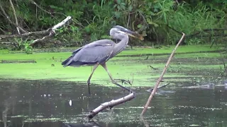 Great Blue Heron Walks With Fish HQ HD