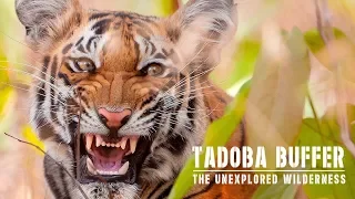 Tadoba Andhari Tiger Reserve (Buffer) - Film Teaser