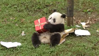 14 Panda cubs celebrate first birthday in Sichuan