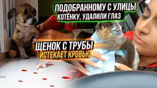 Тэсси истекает кровью🤯, сгрызла катетор. Досе удаляют глазик🥺 Мила стала еще послушнее.