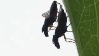 Kissing flies(Mating behavior in Rivellia apicalis) キスをするハエ