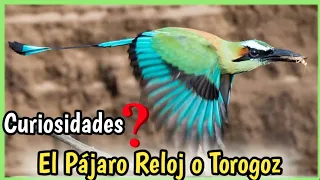 Torogoz el Ave Nacional del Salvador | Canto, características y curiosidades