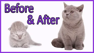 ✔️ Learn How Baby Kittens Grow: 0-10 Weeks! [British Shorthair Lilac Kitten] Compilation