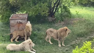 КРАСИВО ! Львы Чук , Гек и Кай ПРАЗДНУЮТ ПОБЕДУ !