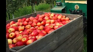 Як роблять соки та джеми з власного яблуневого саду на сiмейнiй фермi пiд Києвом