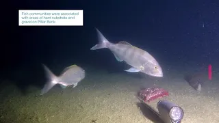 Seafloor bathymetry and biodiversity of Arafura Marine Park