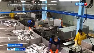 Рекордный ход: в Хабаровском крае начался вылов лососевых