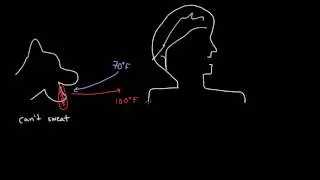 Thermoregulation in the lungs