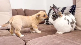 Puppy Meets Giant Rabbit for the First Time