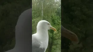 Чайка попрошайка, настырная и наглая , большая птица.