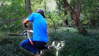 Pulling Down A Tree With A Hand Winch