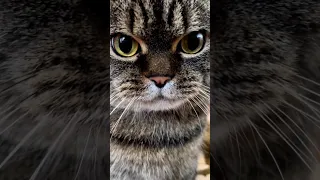 Cute cat short video #cat #catcat #cats #cutecat #catsofinstagram #animal #cutecatcartoon #cute