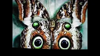 The Owl Butterfly