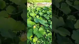 Heirloom Zatta Melon Harvest