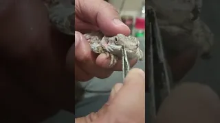 Baby bearded dragon deep nose shed removal. satisfying and adorable😘