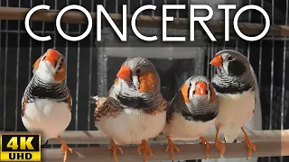 Zebra Finch - Four Great Composers 🌞 Sun Concert Singing