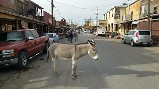 Where Donkeys Rule the Streets on Route 66 - VIDEO TOUR (Oatman, Arizona)