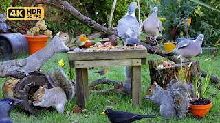 [NO ADS] Cat TV for Cats to Watch 😸 Birds & Squirrels in a Garden 🕊️🐿️ Bird Videos & Cat Games