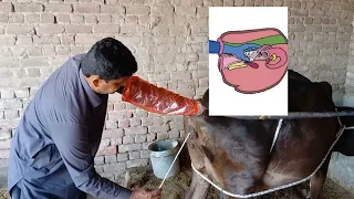 Artificial insemination in cow|🐄| cow Mi Ai karni ka Mokaml tarika