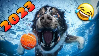 🤣 los Mejores Videos de Animales Graciosos del 2023 😹🐶 Videos de Perros y Gatos Chistosos [NUEVOS]