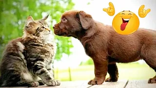 🐒 Funniest Animal Videos 2023 😅 Best funny cats and dogs video 🐶🐱