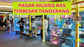 Grebek Pasar Anjing Ras Terbesar Di Tangerang - PAWTASTIC Living World Alam Sutera