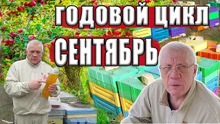 Годовой цикл ухода за пчелами Работы пчеловода на пасеке в сентябре