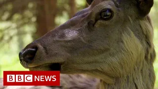 Saving Kyrgyzstan's deer from brink of extinction - BBC News