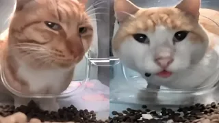 Cat eating then looking at the camera, all types 😺