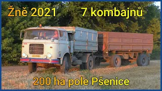 VELKÉ ŽNĚ 2021 - 200 ha pole Pšenice / BIG WHEAT HARVEST - 200 ha field | 7 kombajnů v nasazení