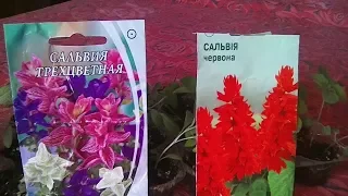 Квіти - Сальвія (шавлія) червона та трибарвна. Вирощування з насіння.