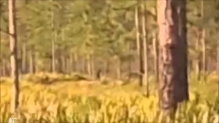 New Florida Bigfoot Video Sound Enhanced