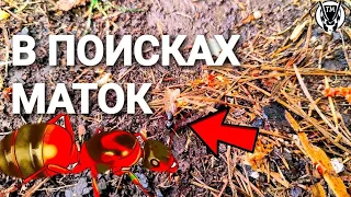 В ПОИСКАХ МАТОК! | ПОДНЯТИЕ CAMPONOTUS HERCULEANUS  ТАПОК МИРА