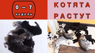 котята РАСТУТ: от 0 до 7 недель (1,5 месяца за 13 минут ;)